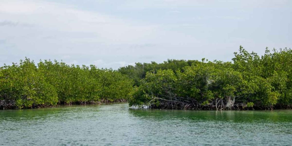 des cocotiers et mangroves