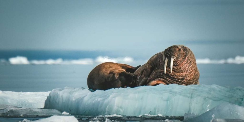 la faune marine