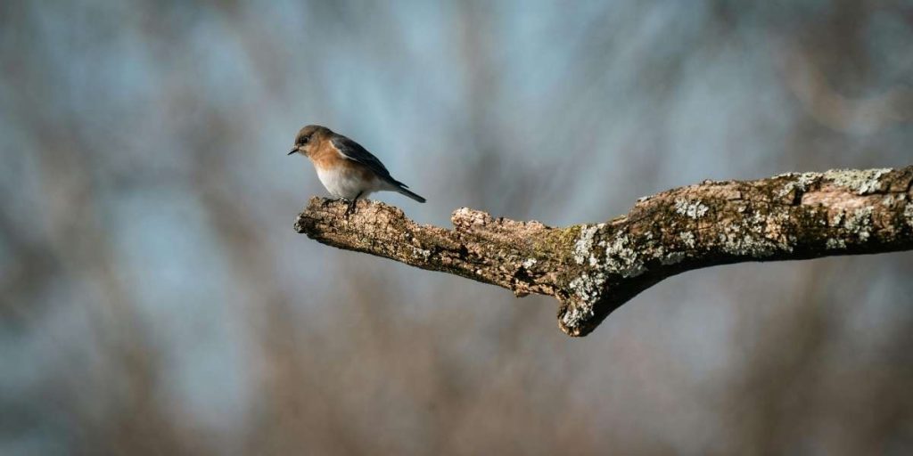 _les oiseaux rares