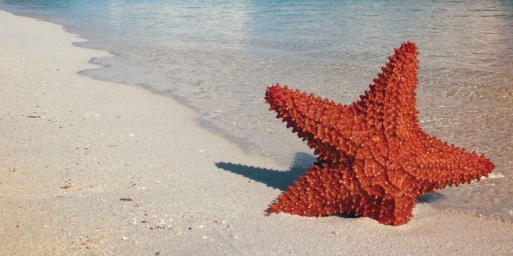 des spots snorkeling