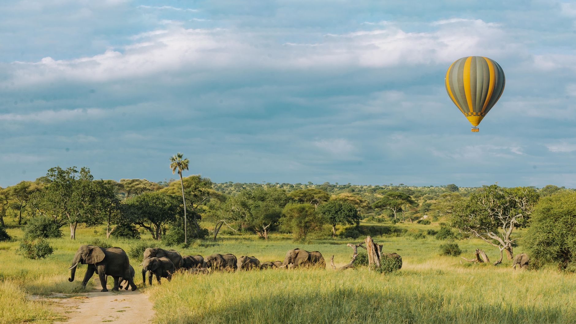 Baobabs et éléphants dans le parc national de Tarangire