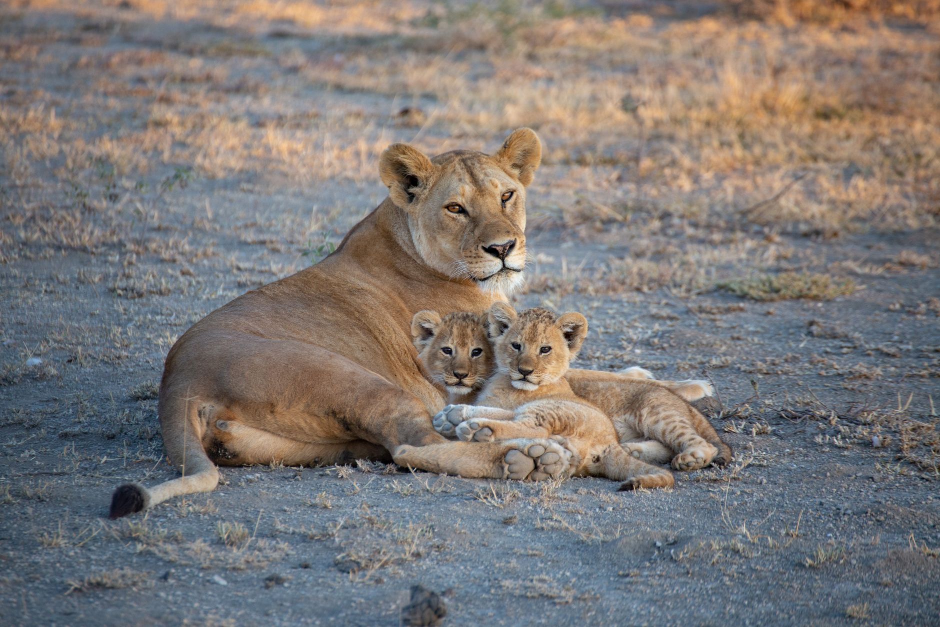 Safaris et Faune
