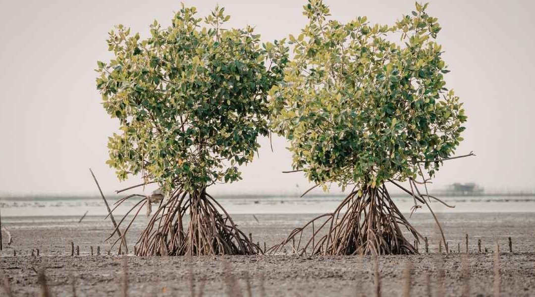 cocotiers et mangroves