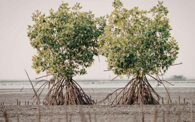 Cocotiers et mangroves en Tanzanie: immersion dans des écosystèmes tropicaux fascinants