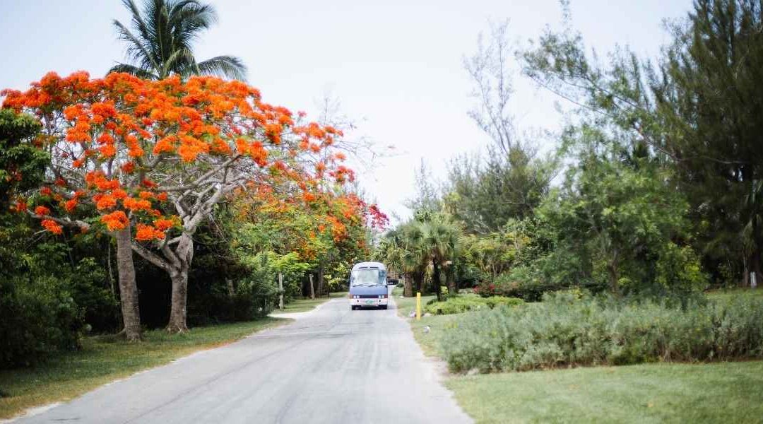 Road trip Tanzanie : quels paysages sauvages explorer entre safari et plages paradisiaques ?