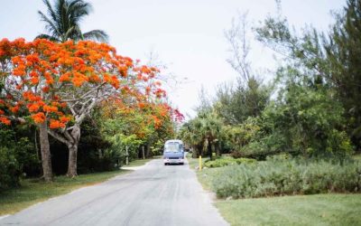 Road trip Tanzanie : quels paysages sauvages explorer entre safari et plages paradisiaques ?