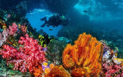 Barrière de corail Tanzanie : où plonger pour admirer les plus beaux fonds marins ?