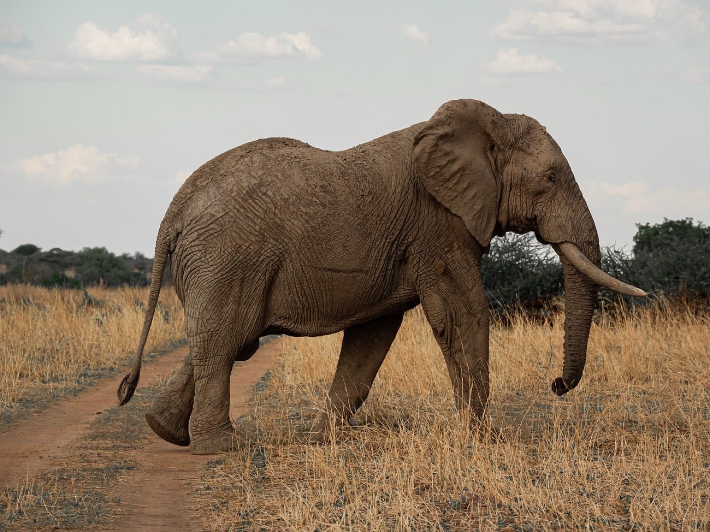 Comparatif &Beyond vs Wilderness Safaris en Tanzanie
