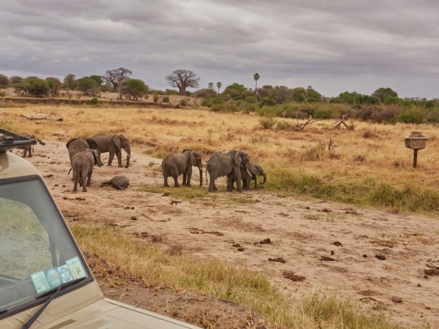 Avis Asilia Africa Safaris : camps boutique et conservation
