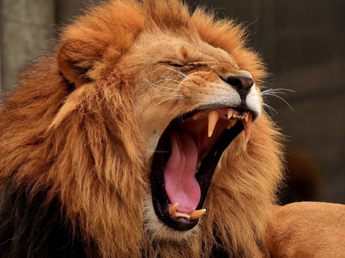 Avantages d’un safari en concession privée en Tanzanie