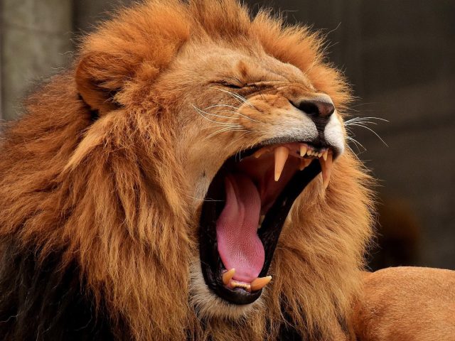 Avantages d&rsquo;un safari en concession privée en Tanzanie