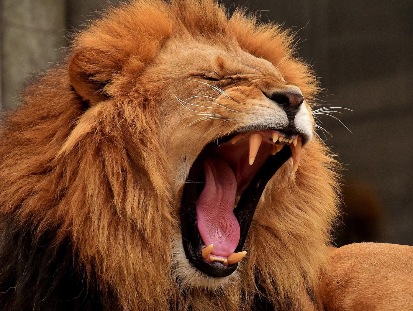 Avantages d'un safari en concession privée en Tanzanie