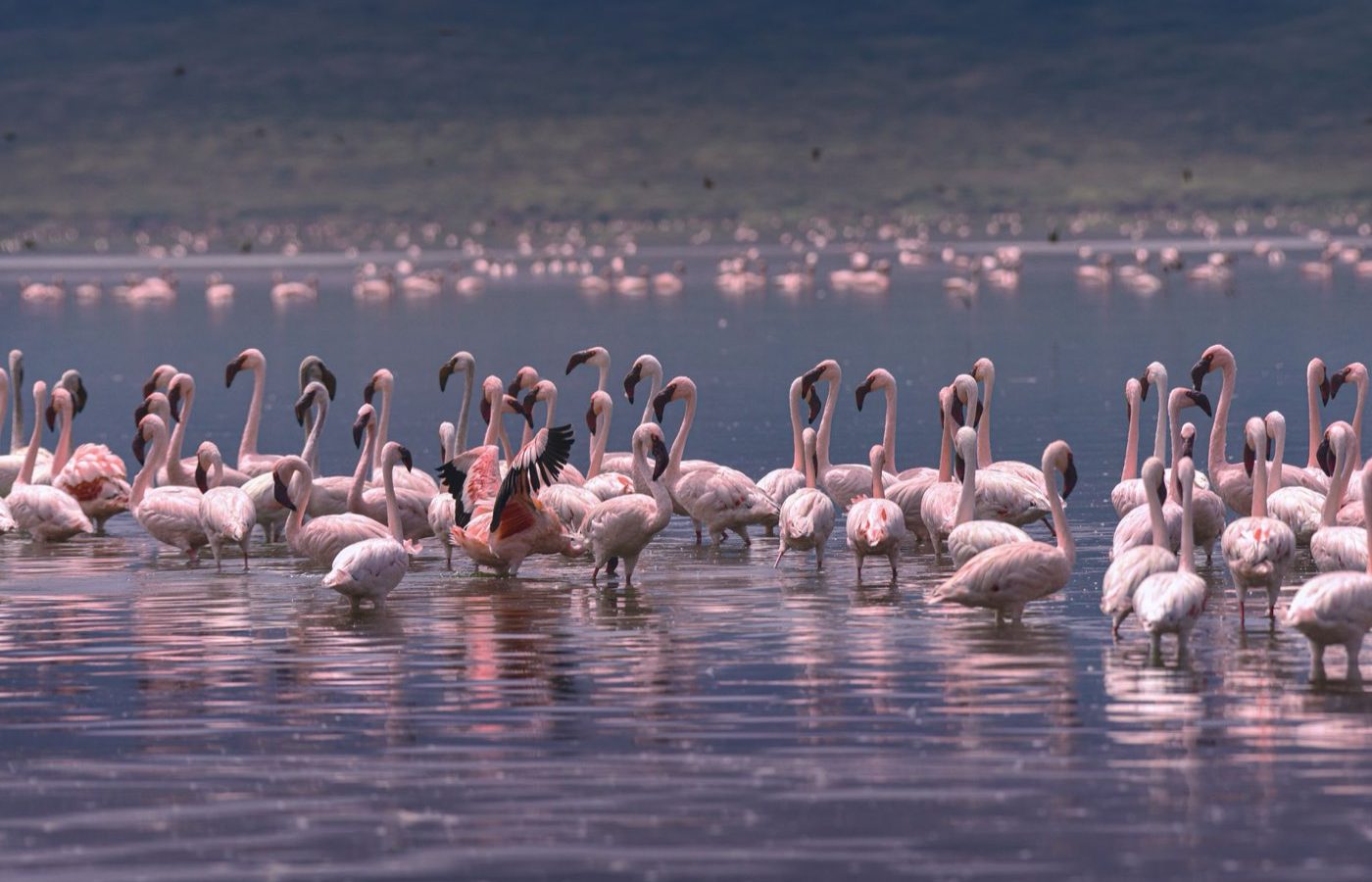 Lac Manyara — Tanzanie