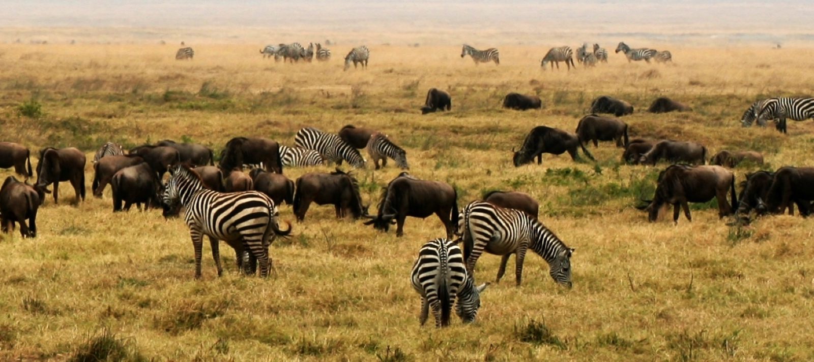 Lodge en dur ou tente de luxe : comment choisir son hébergement pour un safari en Tanzanie