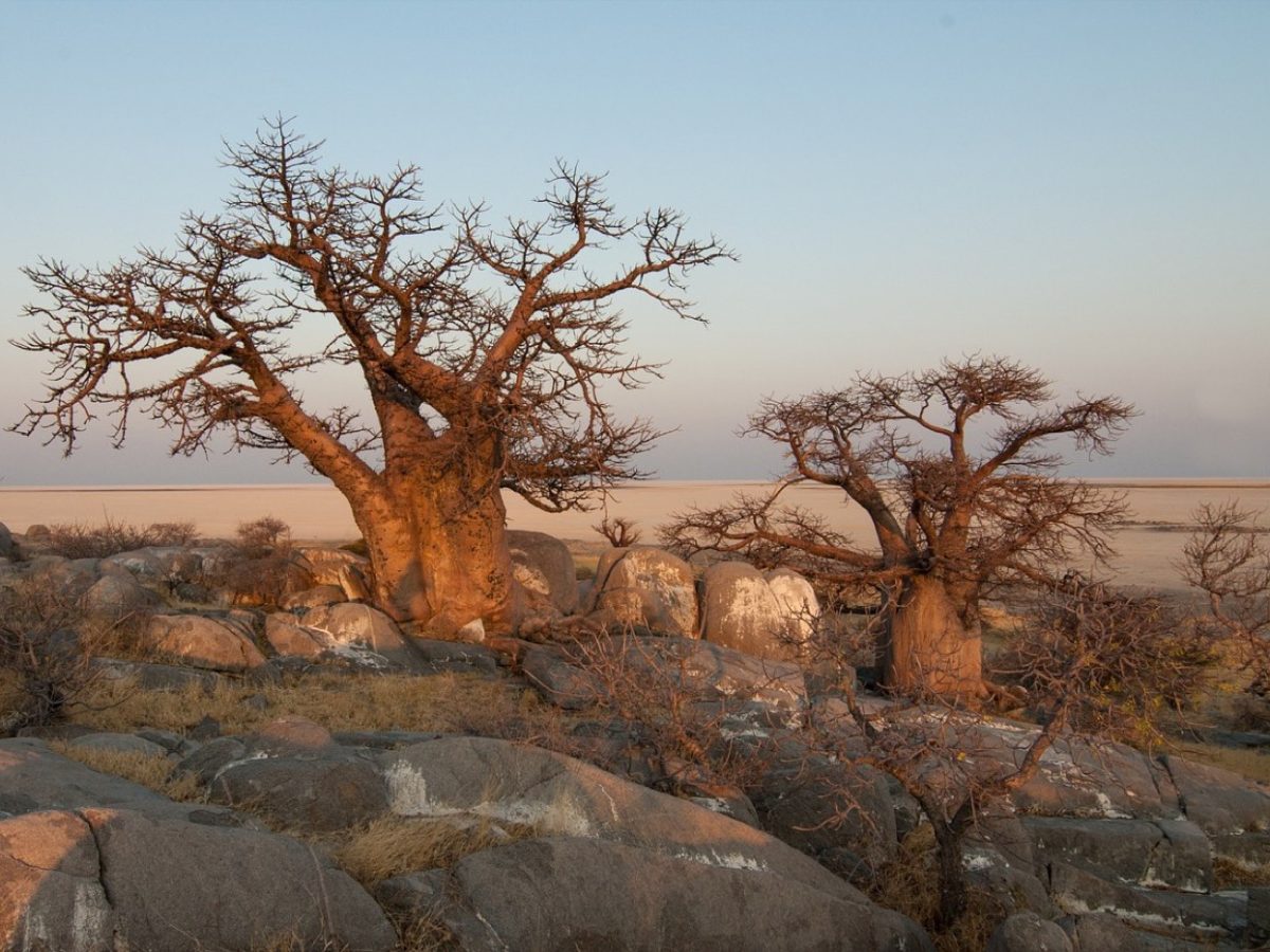 Tanzanie : parcs pour un safari loin des foules