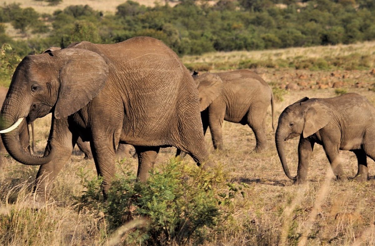 Meilleurs parcs pour photographier la faune en Tanzanie