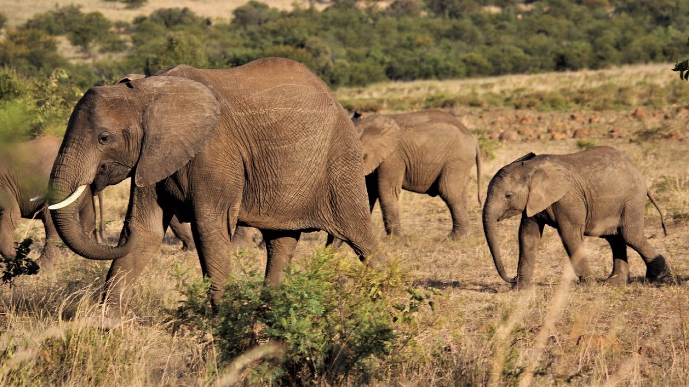 Meilleurs parcs pour photographier la faune en Tanzanie