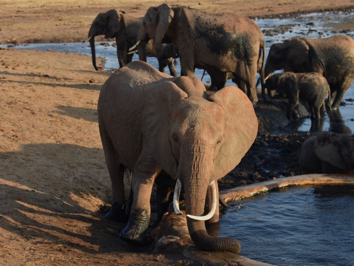 Meilleurs parcs en Tanzanie pour voir des éléphants