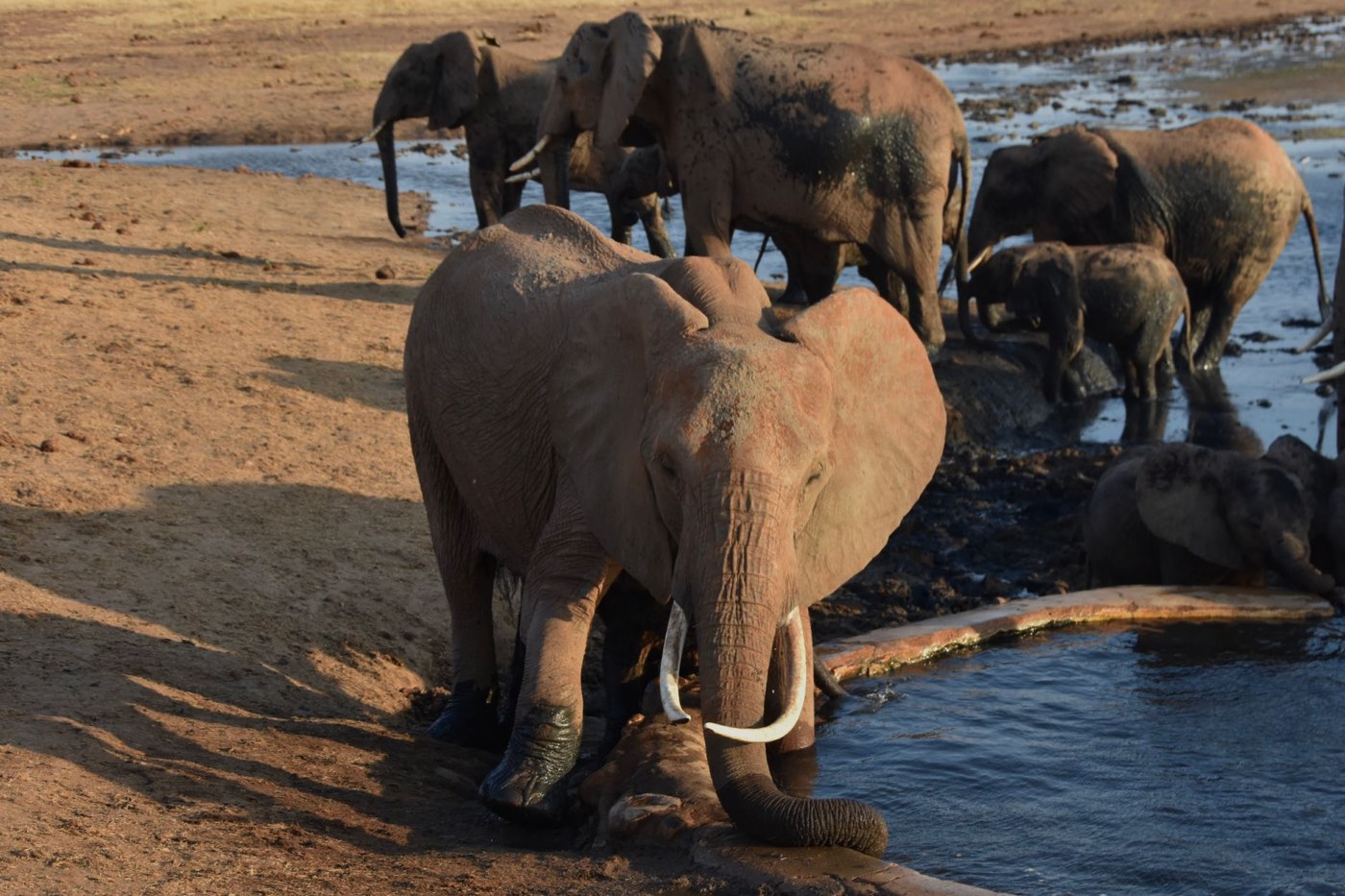 Meilleurs parcs en Tanzanie pour voir des éléphants