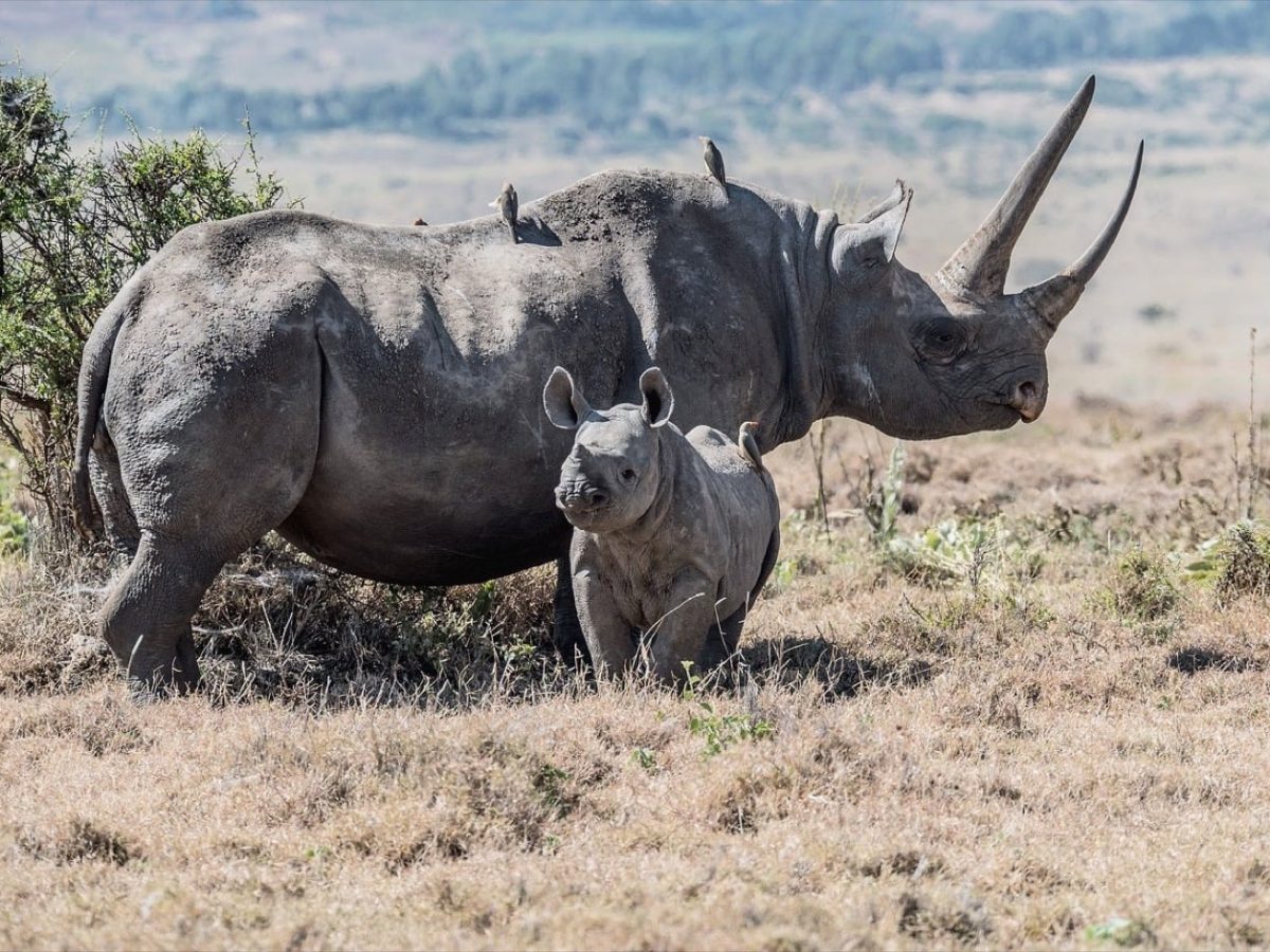 Ngorongoro : organiser un voyage en famille