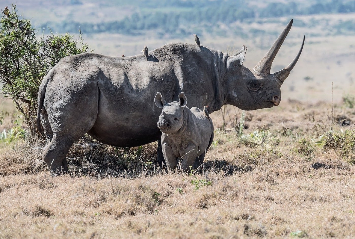 Ngorongoro : organiser un voyage en famille