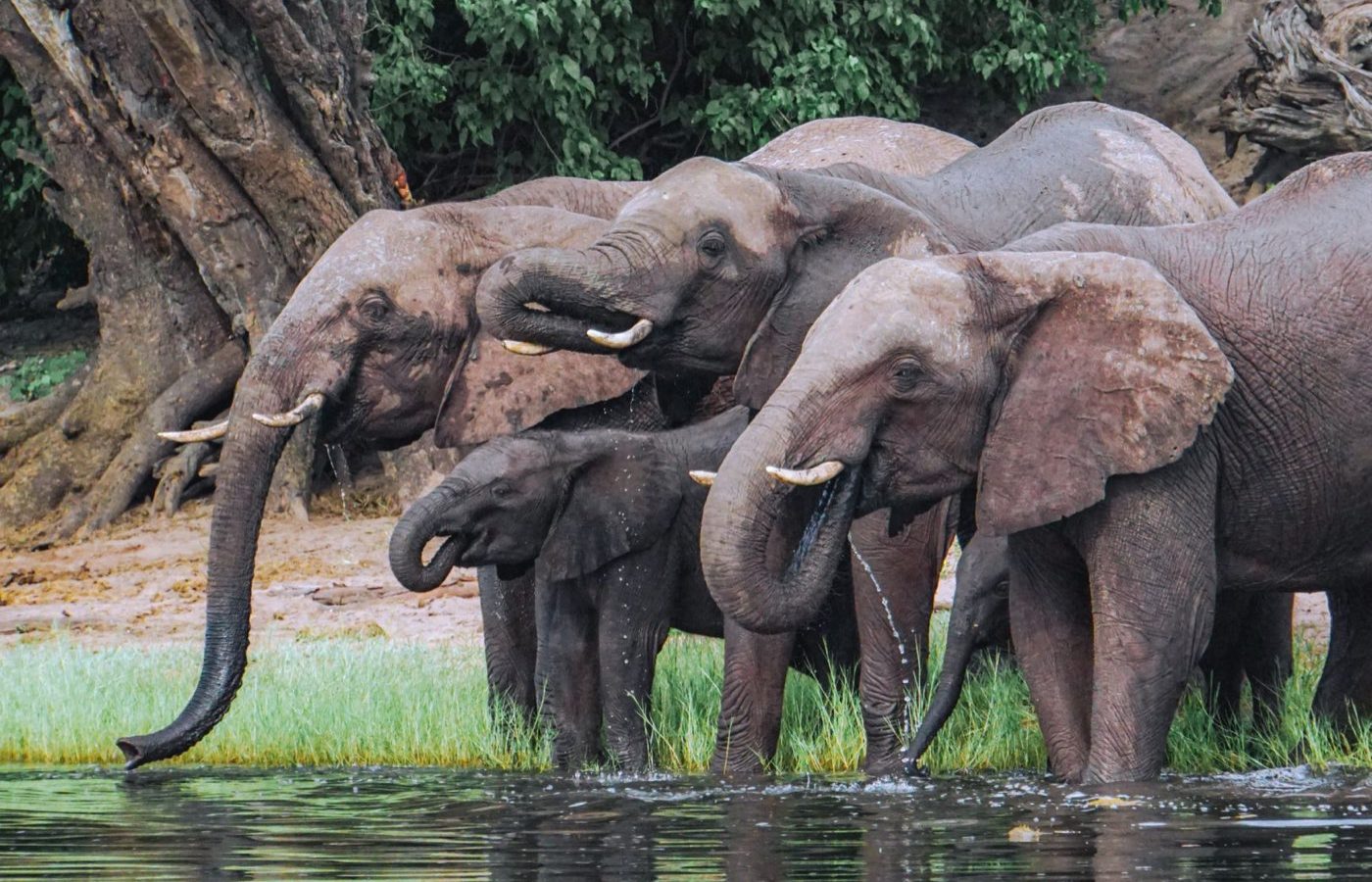 Nyerere (Selous) — Tanzanie