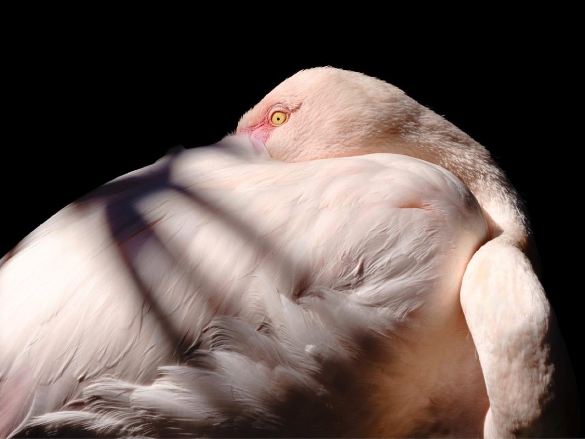 Où observer les oiseaux en Tanzanie : sites clés
