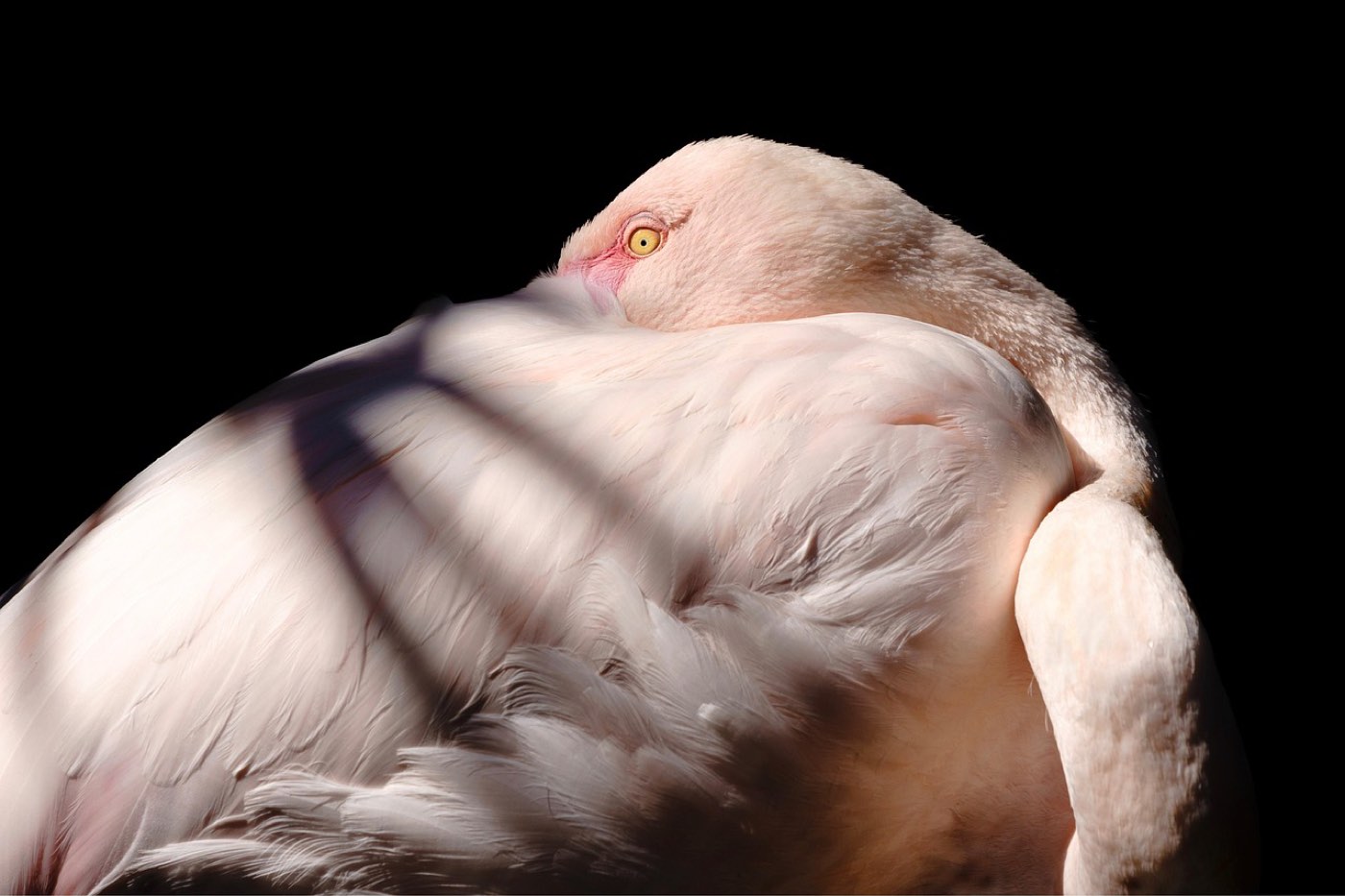 Où observer les oiseaux en Tanzanie : sites clés