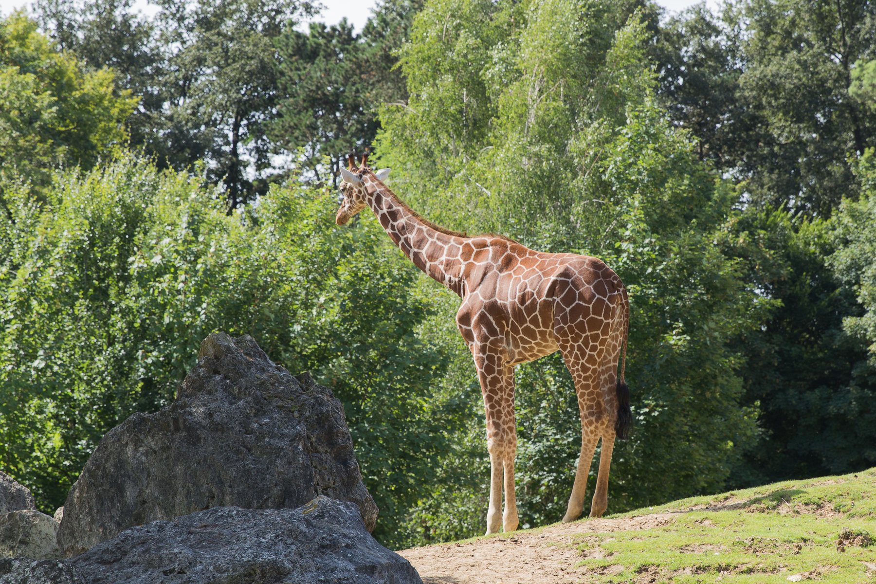 Girafe réticulée debout dans son enclos arboré du ZooParc de Beauval
