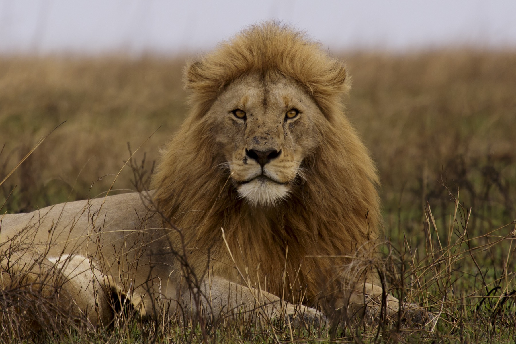 Lion allongé dans la savane du parc national du Serengeti, en Tanzanie