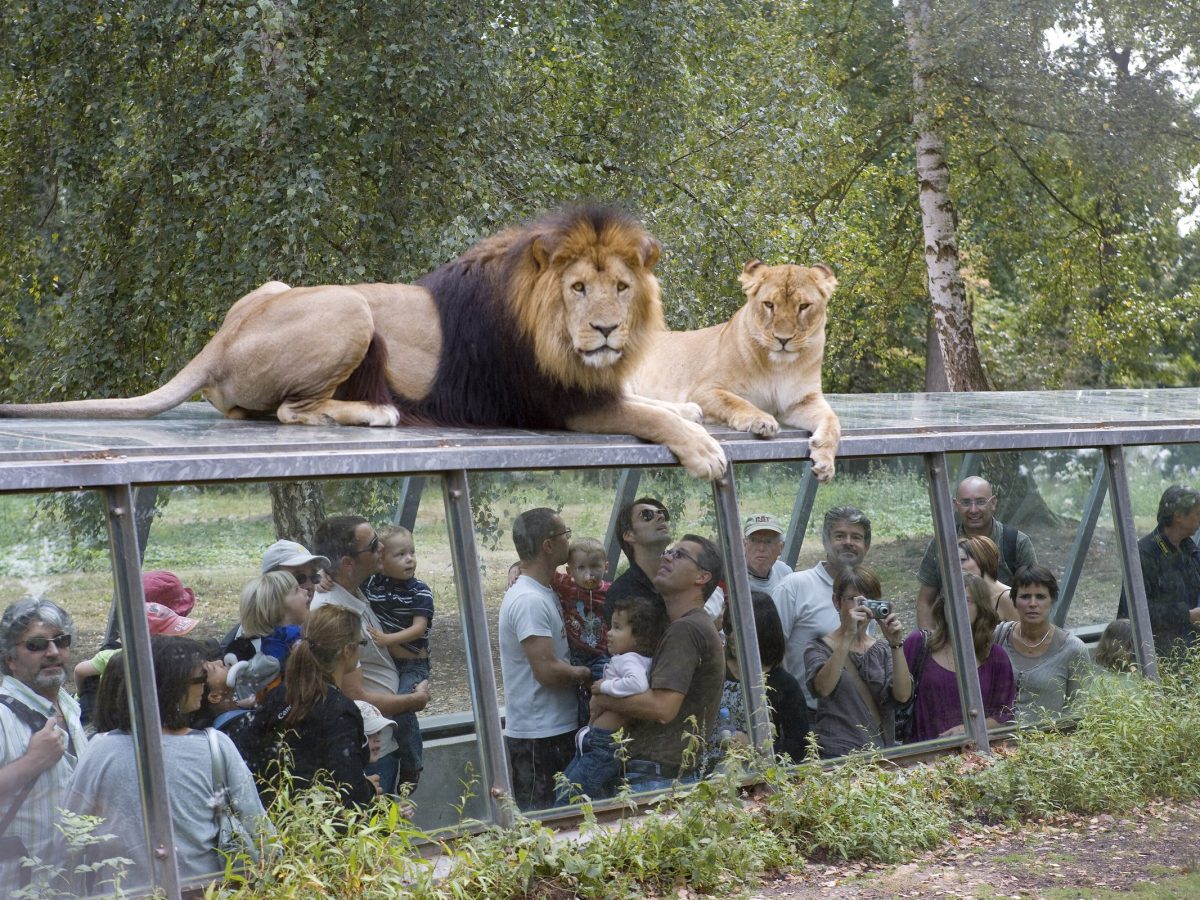 Observer la faune avant un safari : ce qu&rsquo;un parc animalier en France vous apprend déjà