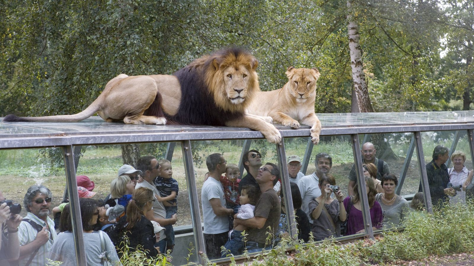 Un lion et une lionne couchés sur le tunnel de verre du parc de Thoiry, observés de près par des visiteurs