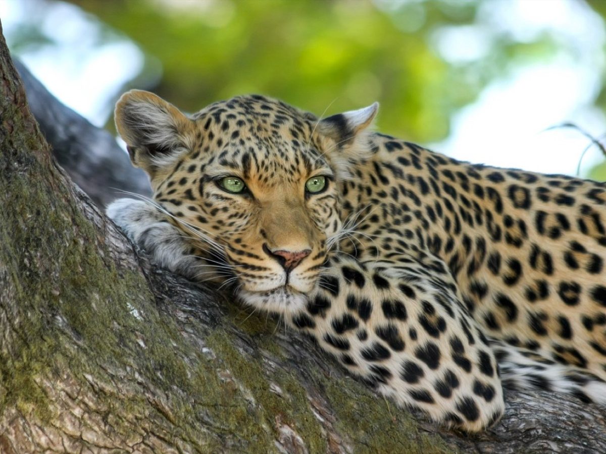 Observer lions et léopards en Tanzanie sans déranger la faune