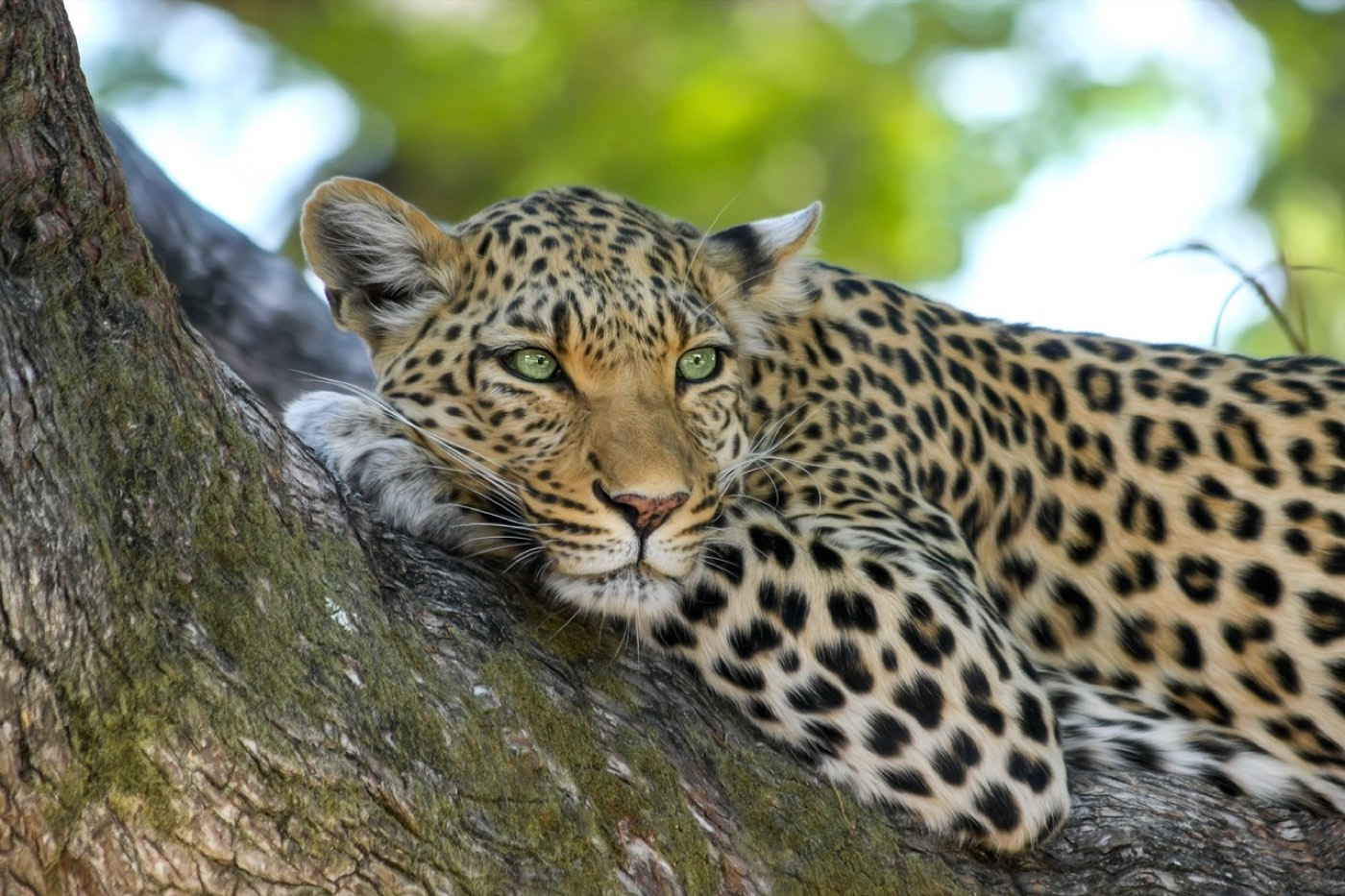 Observer lions et léopards en Tanzanie sans déranger la faune