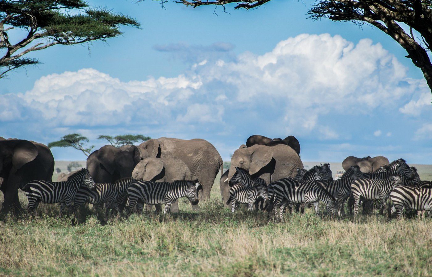 Tarangire