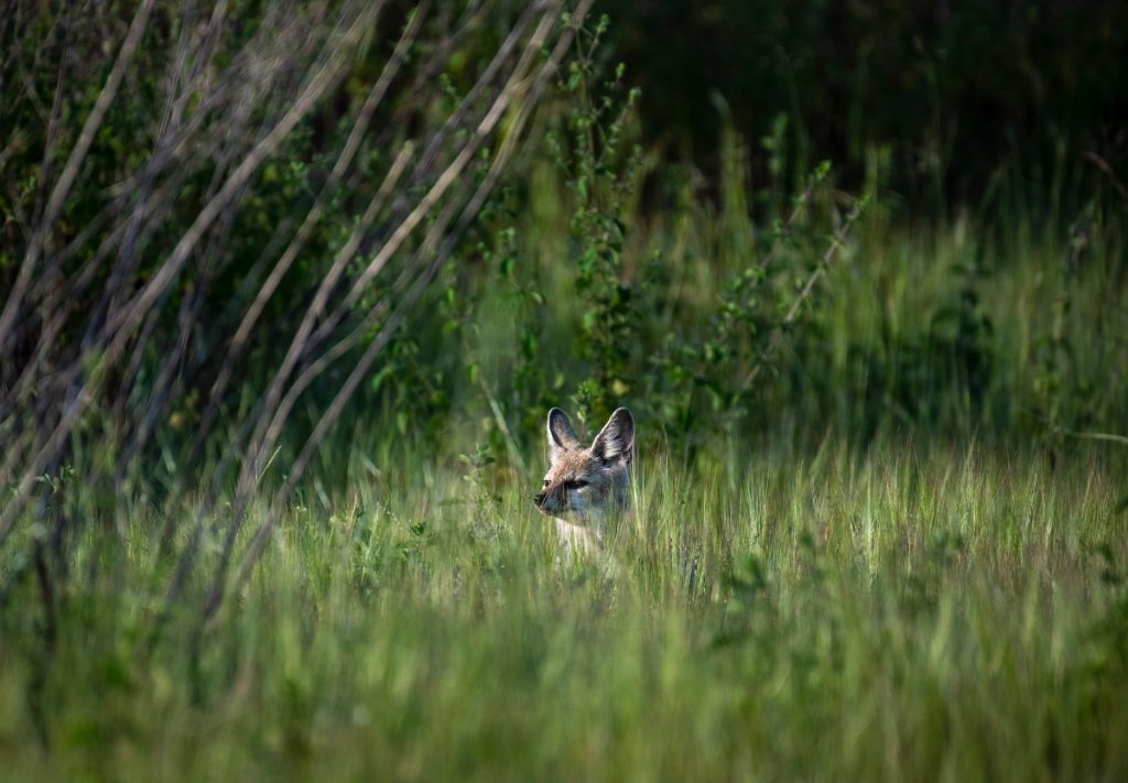 Top spots pour observer le gibier en milieu rural
