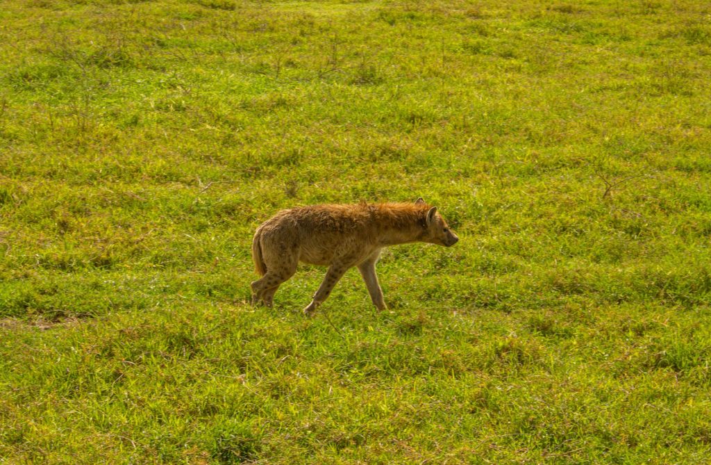 Préparer son voyage en Tanzanie : la checklist complète