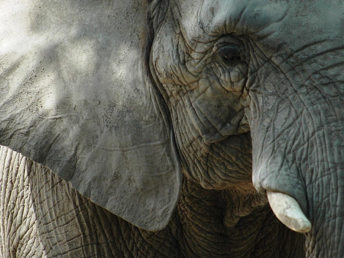Pourquoi choisir Ruaha pour un safari isolé