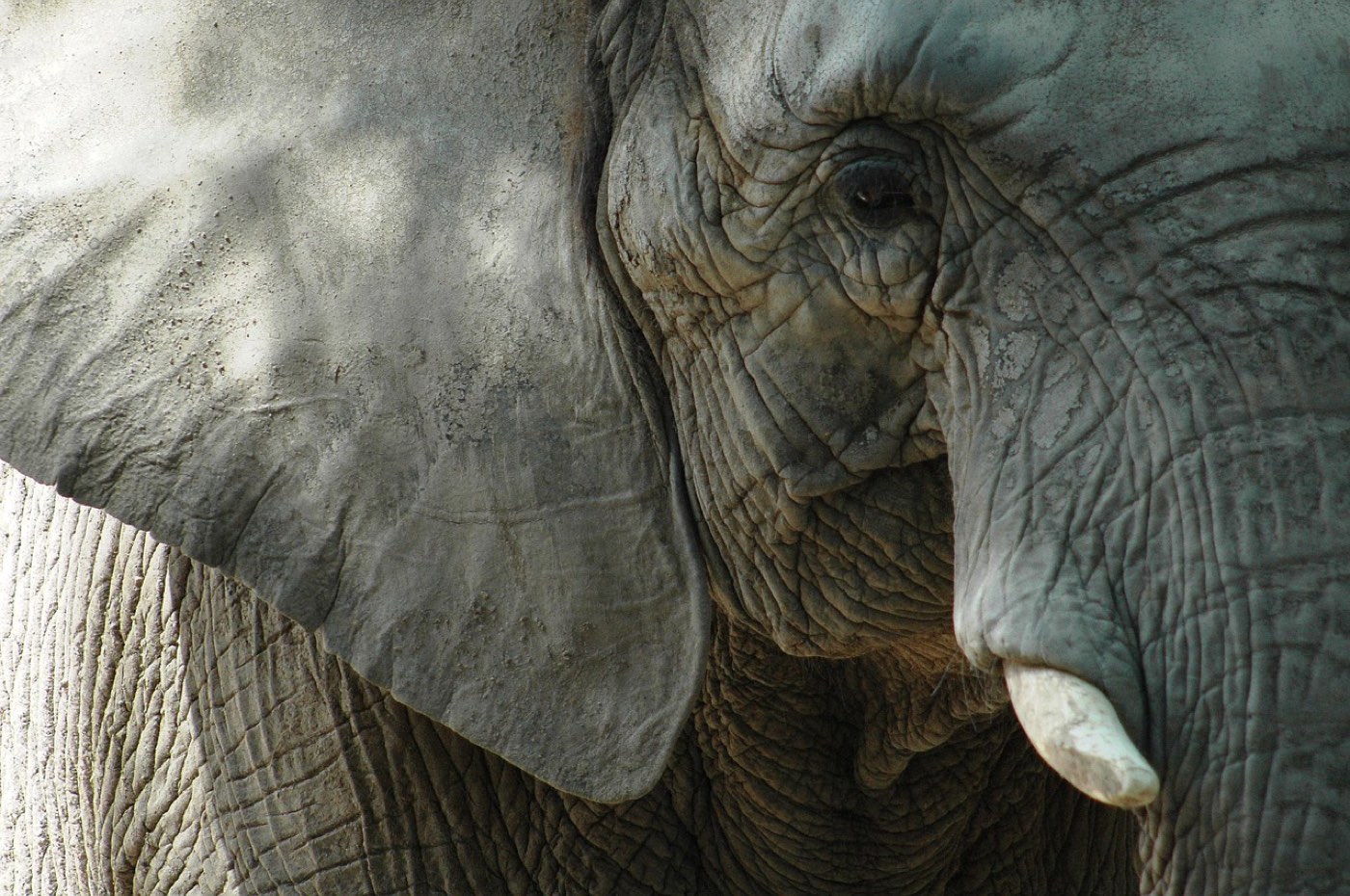 Pourquoi choisir Ruaha pour un safari isolé