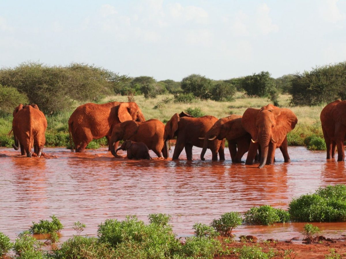 Ruaha ou Selous/Nyerere : quel parc choisir pour la vie sauvage?
