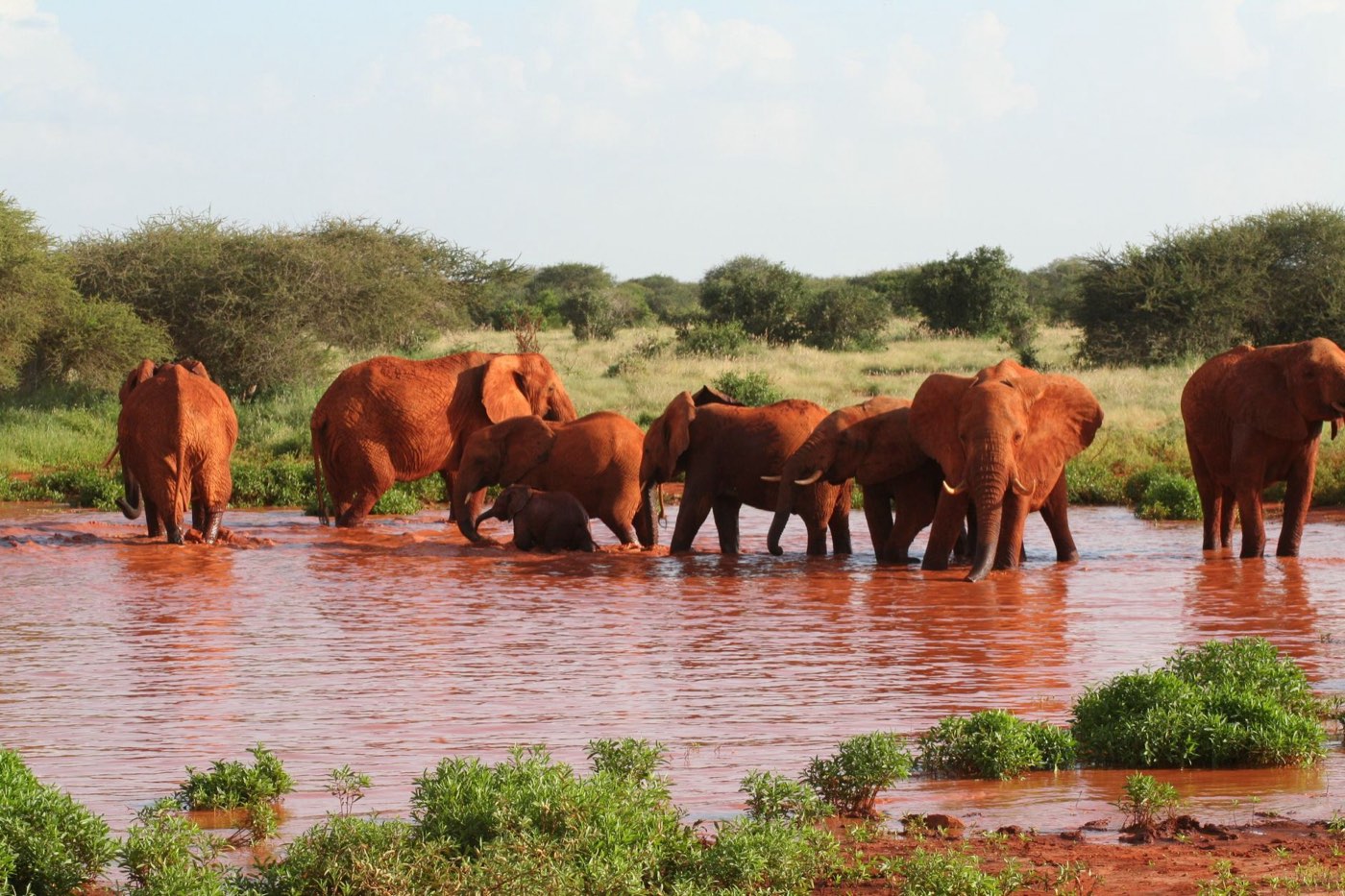 Ruaha ou Selous/Nyerere : quel parc choisir pour la vie sauvage?