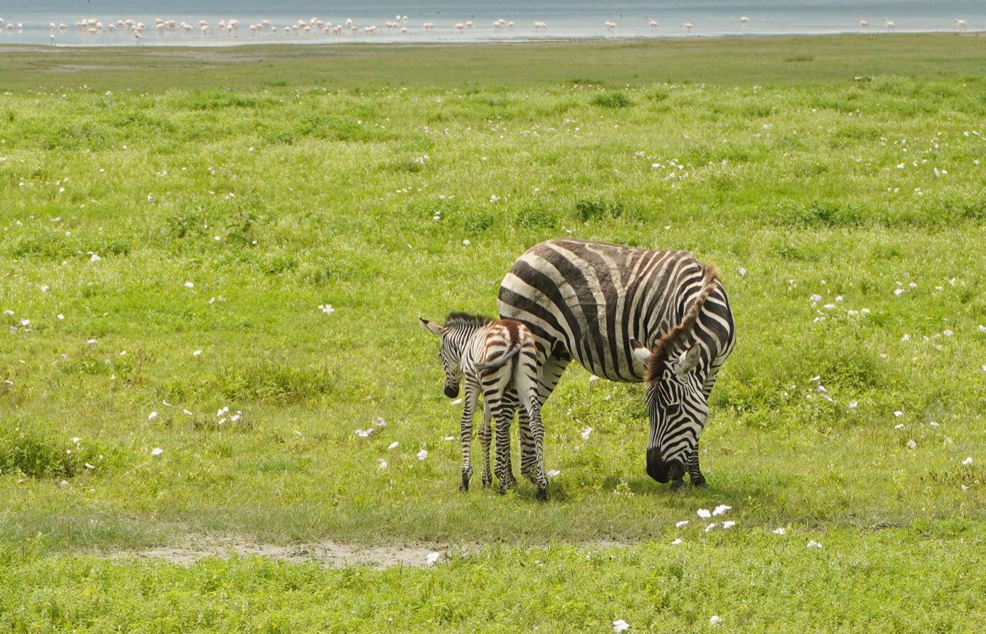 Ngorongoro
