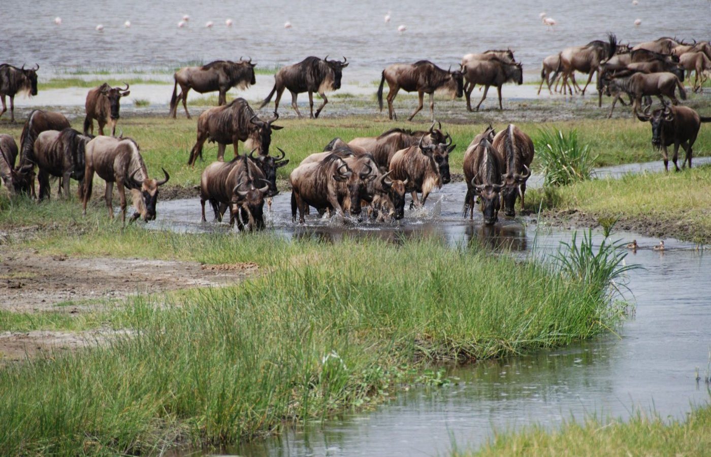 Serengeti