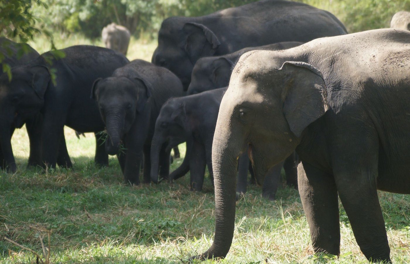Safari en famille — Tanzanie