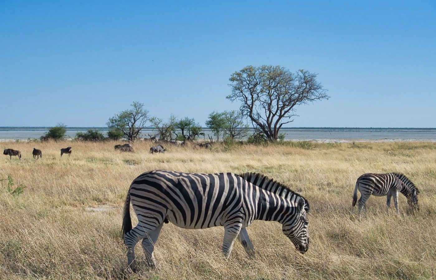 Safari petit budget — Tanzanie