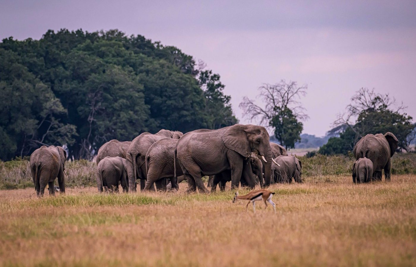 Safari + Zanzibar — Tanzanie