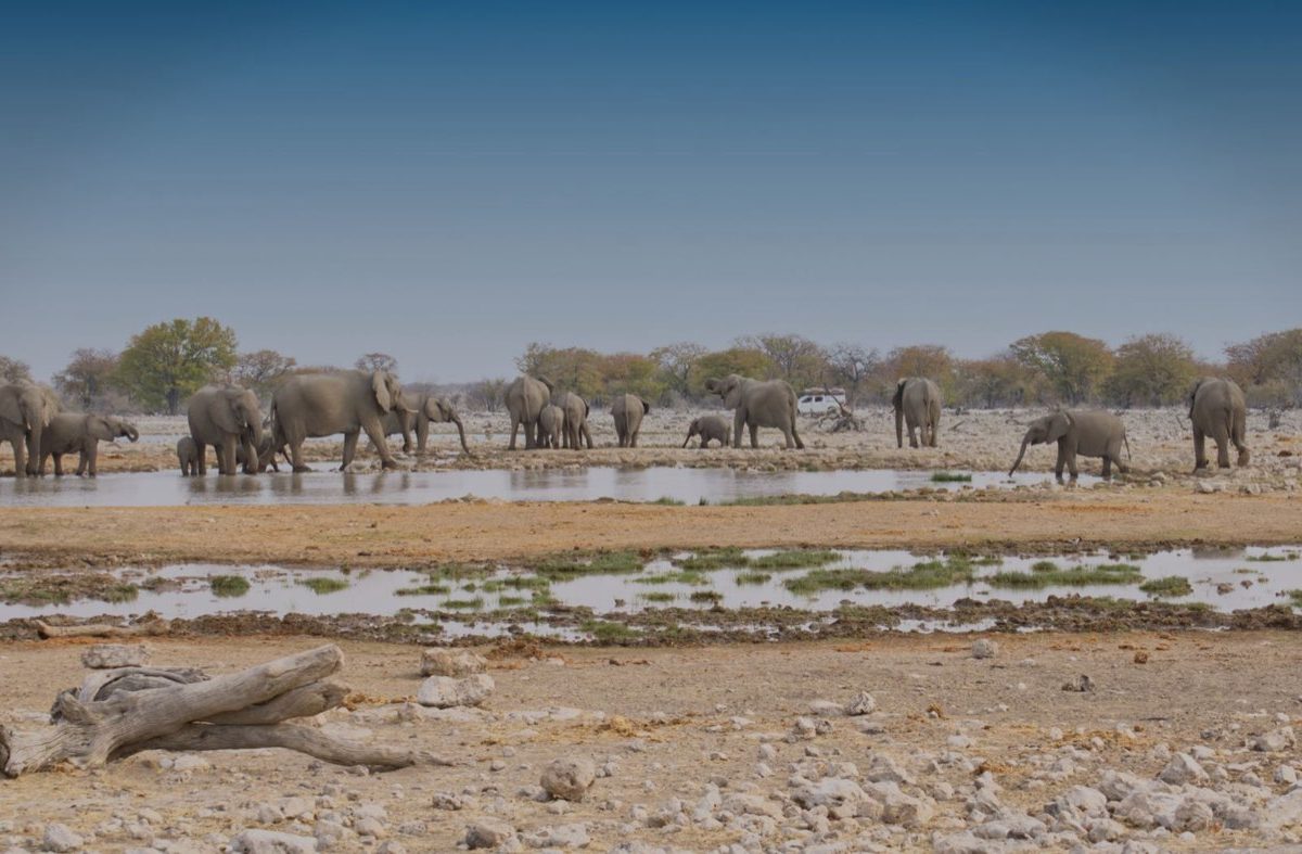 Safaris responsables en Tanzanie : conseils pratiques