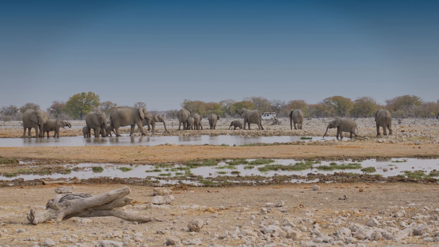 Safaris responsables en Tanzanie : conseils pratiques
