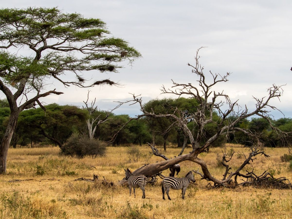 Les nouvelles liaisons aériennes vers la Tanzanie
