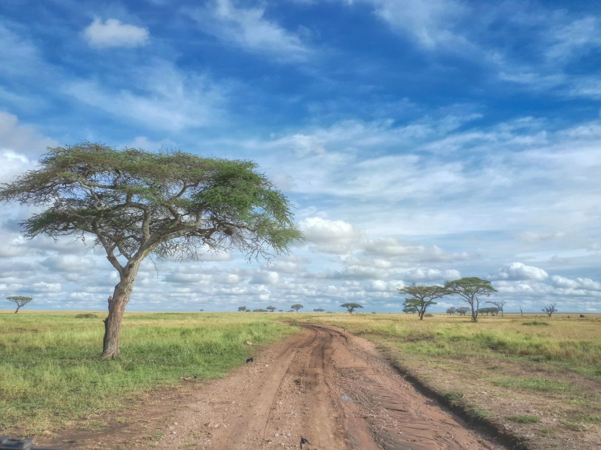 Une nouvelle liaison en Tanzanie : une révolution pour vos voyages